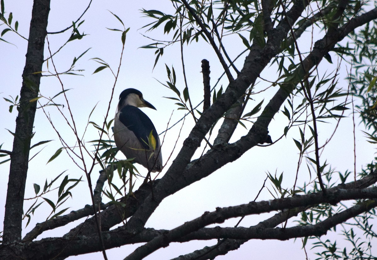 Black-crowned Night Heron - ML640594078