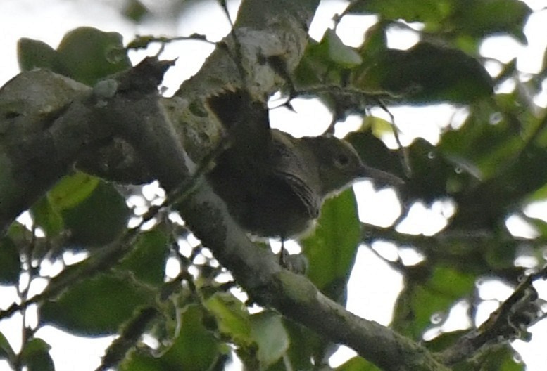 Gray Longbill - ML640594109