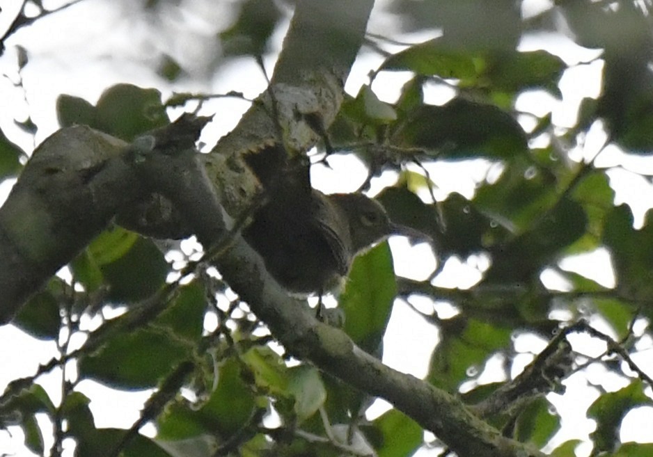 Gray Longbill - ML640594110