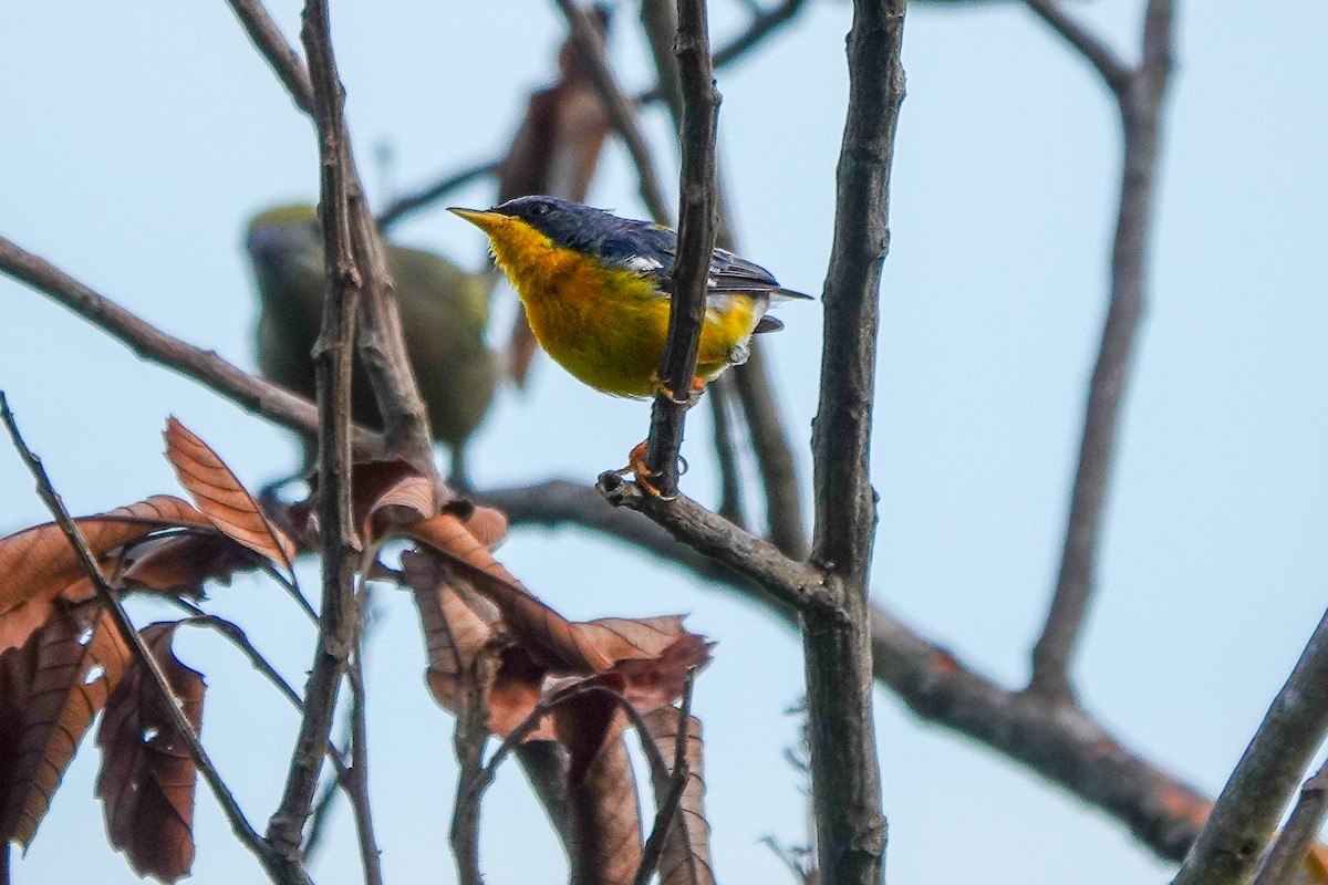 Tropical Parula - ML640594150