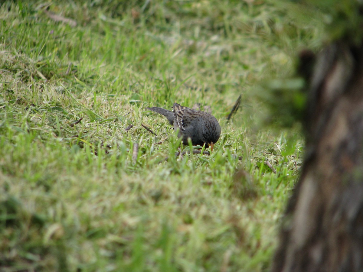 Mourning Sierra Finch - ML640594151