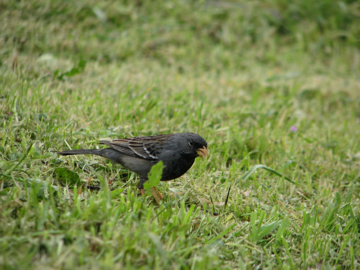 Mourning Sierra Finch - ML640594152