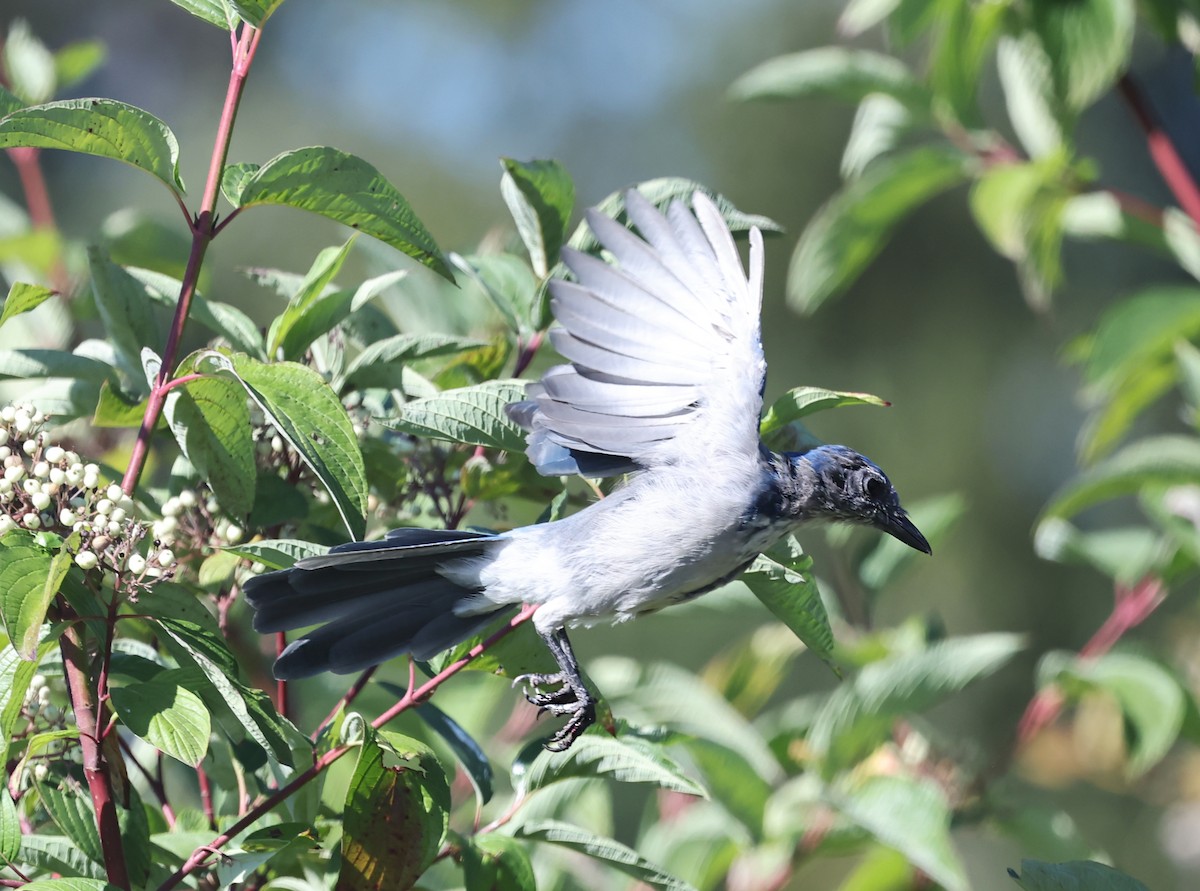 California Scrub-Jay - ML640594196