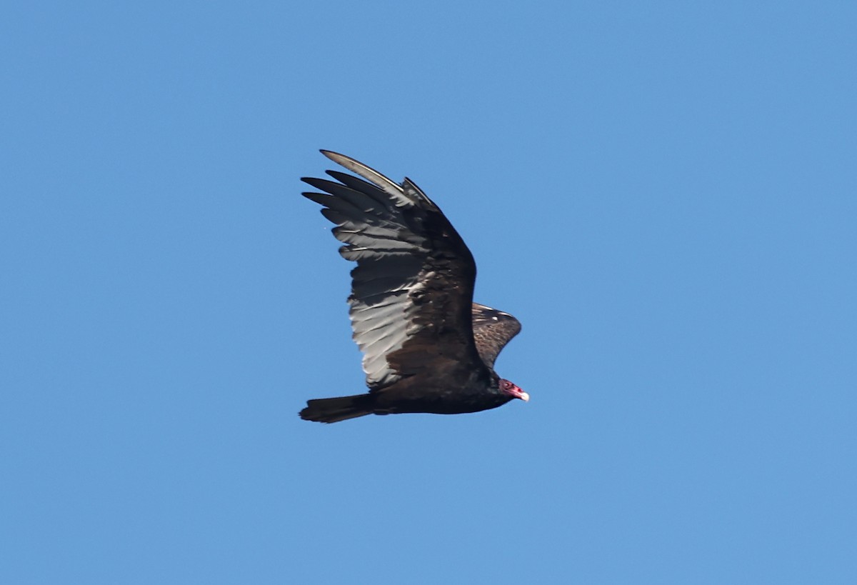Turkey Vulture - ML640594210