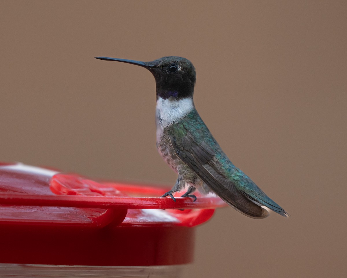 kalypta černobradá - ML640594217