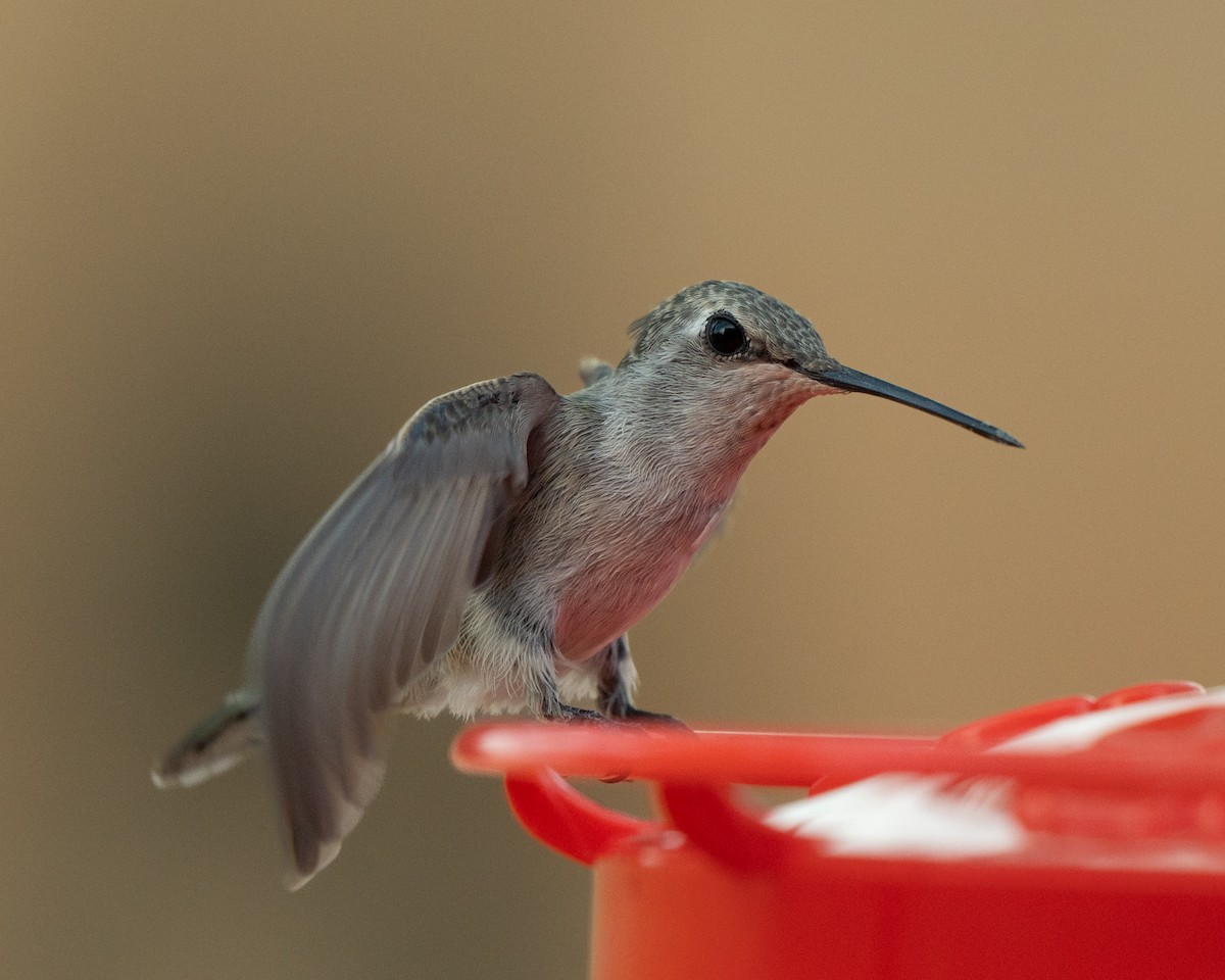 kalypta kalifornská - ML640594221