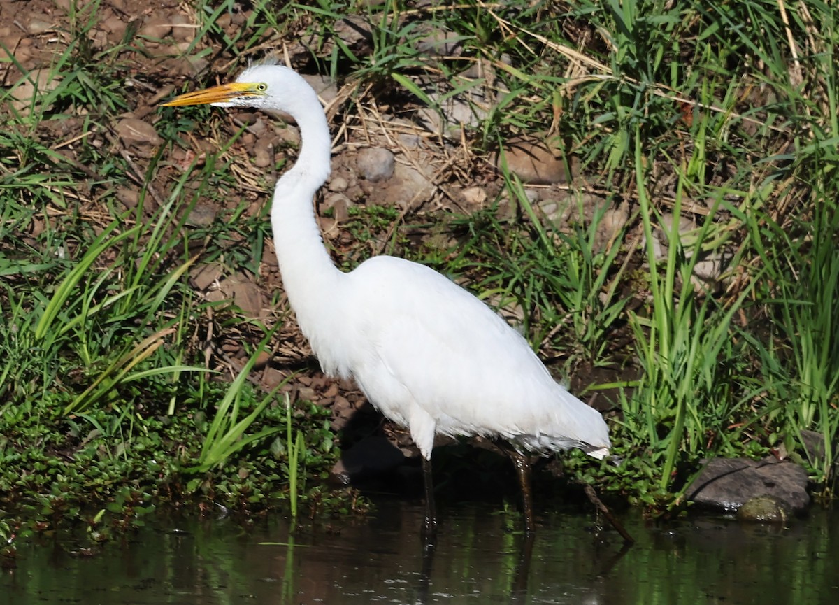 Great Egret - ML640594222