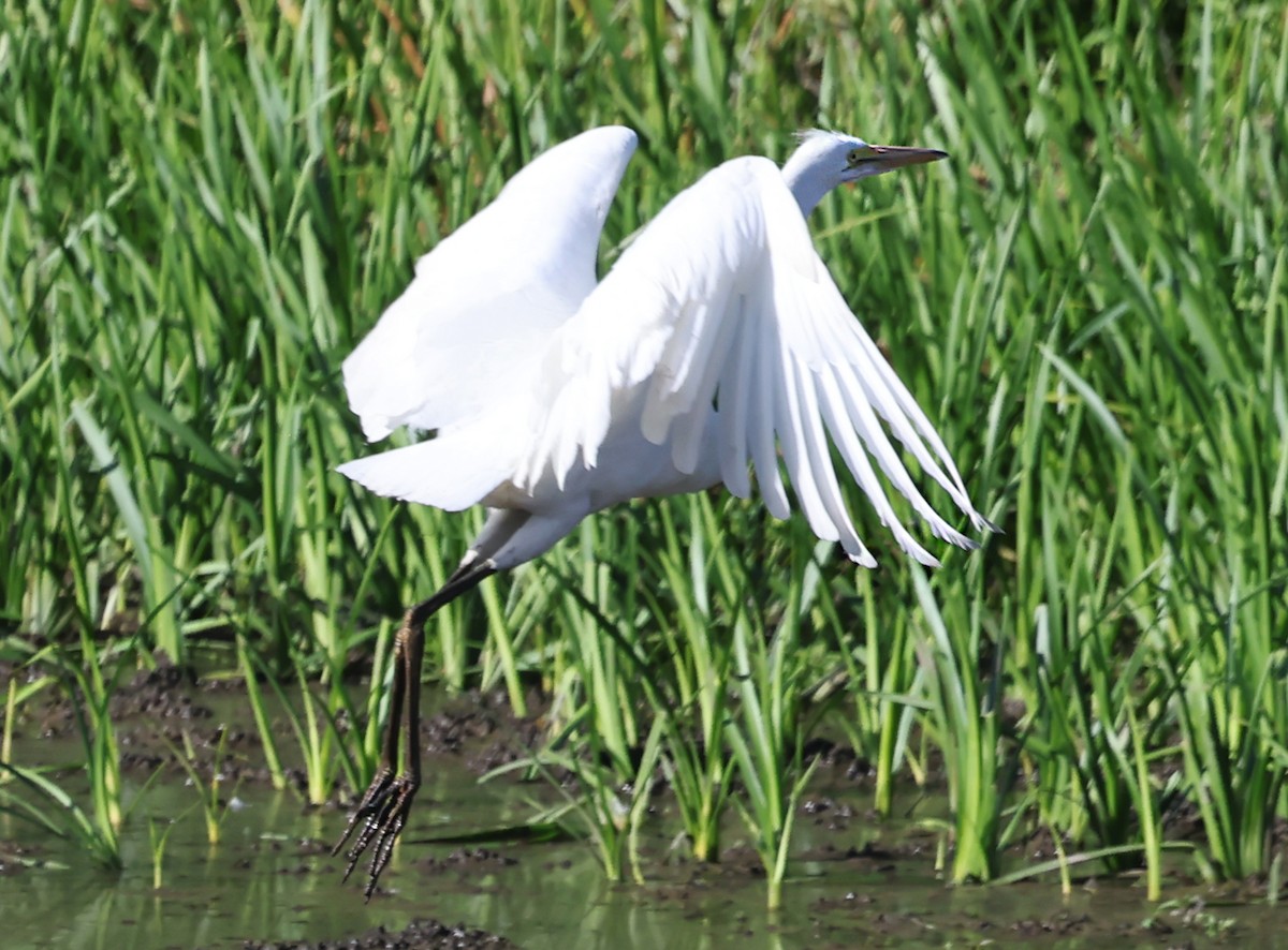 Great Egret - ML640594223