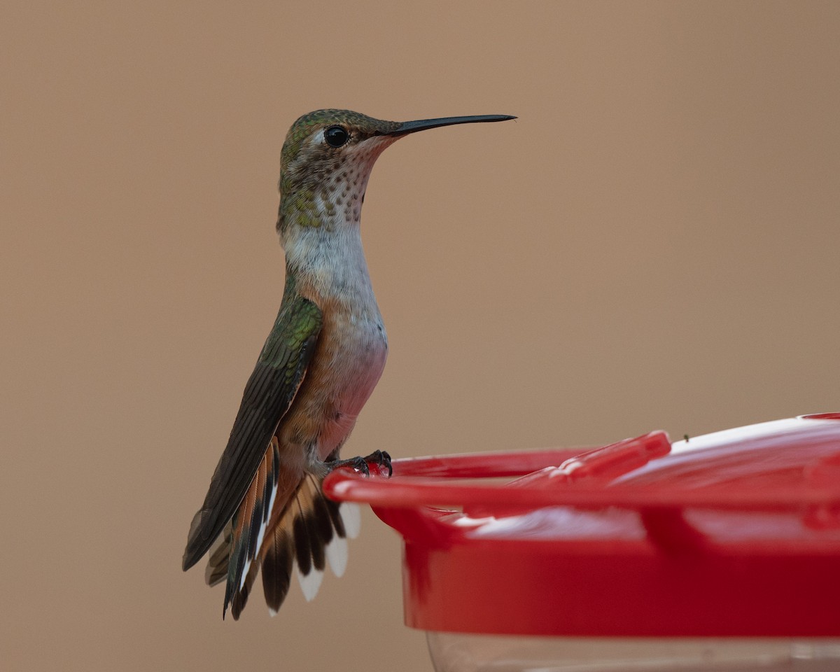 kalypta rezavolesklá - ML640594226