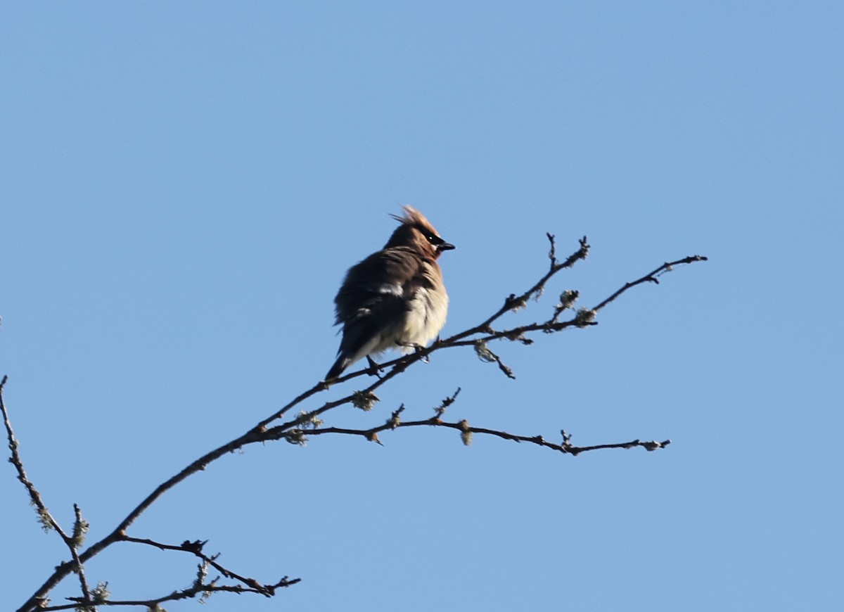 Cedar Waxwing - ML640594230