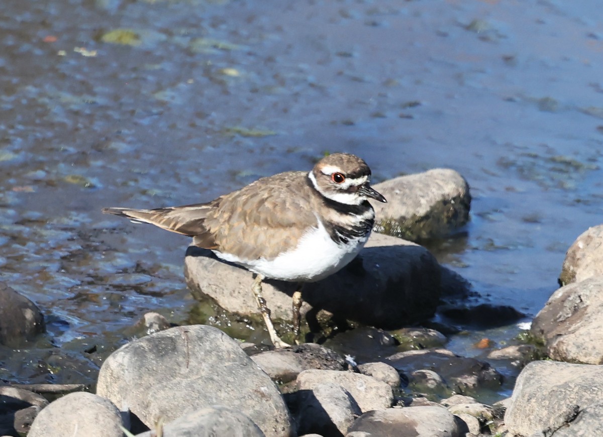 Killdeer - ML640594235