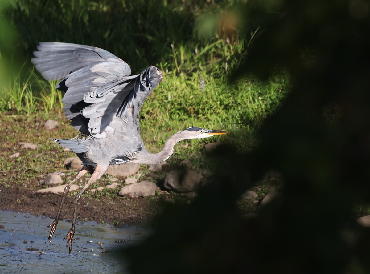 Great Blue Heron - ML640594246