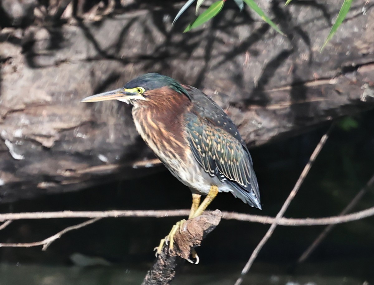 Green Heron - ML640594259