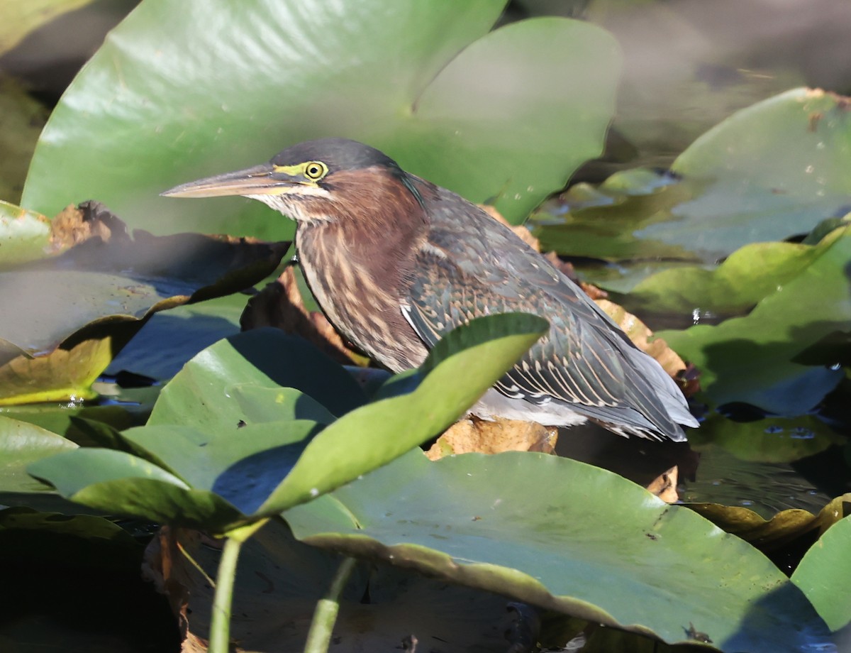 Green Heron - ML640594260