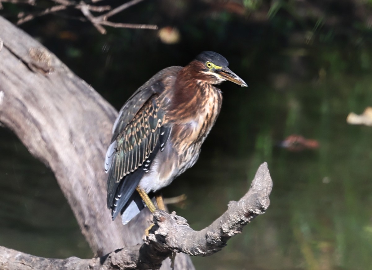 Green Heron - ML640594261