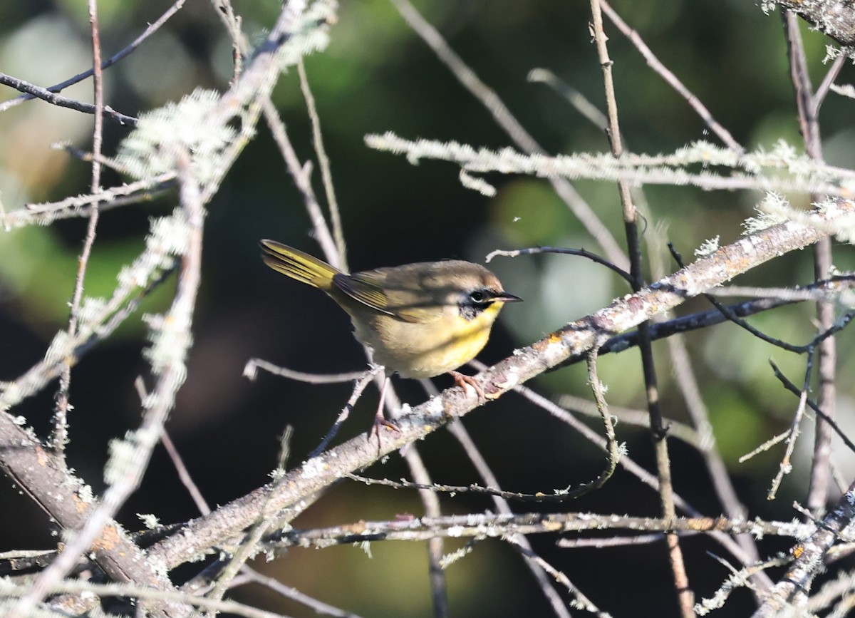Common Yellowthroat - ML640594278
