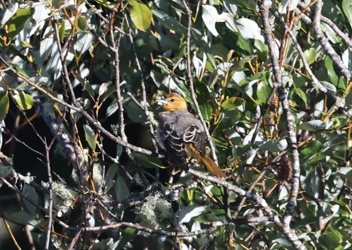 Bullock's Oriole - ML640594289