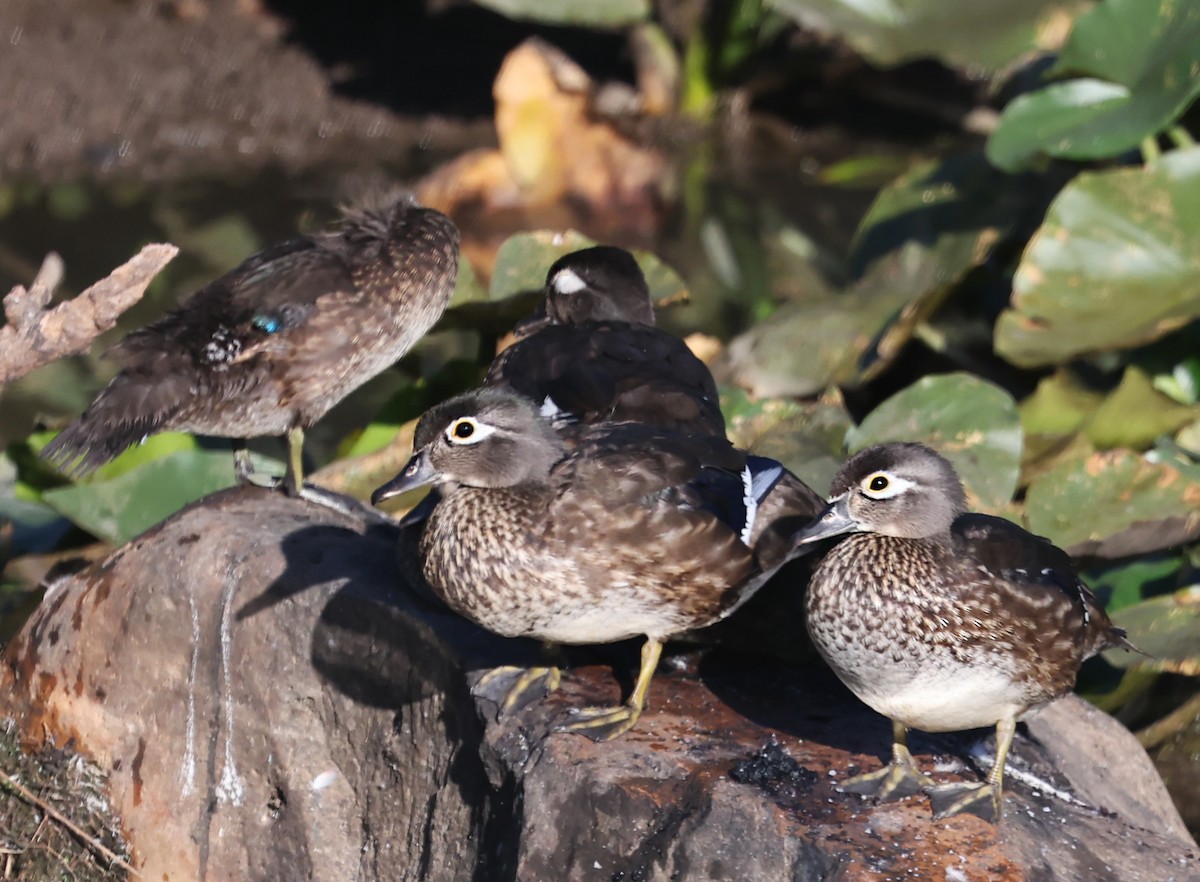 Wood Duck - ML640594301