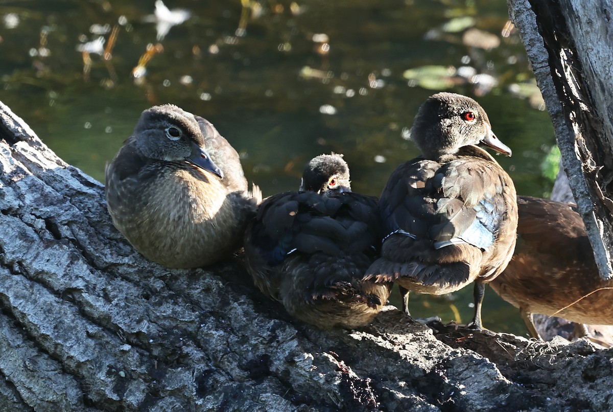 Wood Duck - ML640594302