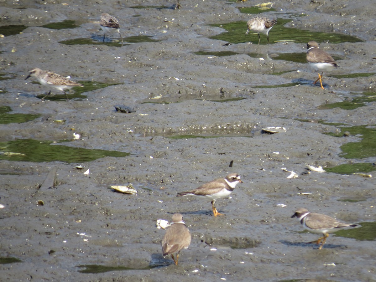 Semipalmated Plover - ML640594318