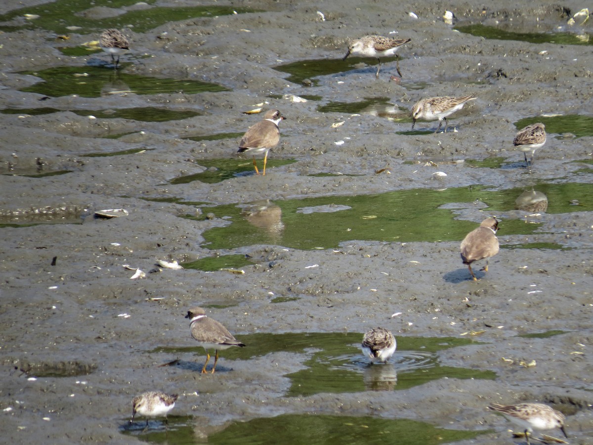 Semipalmated Plover - ML640594319