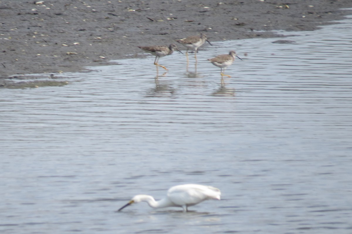 Greater Yellowlegs - ML640594326