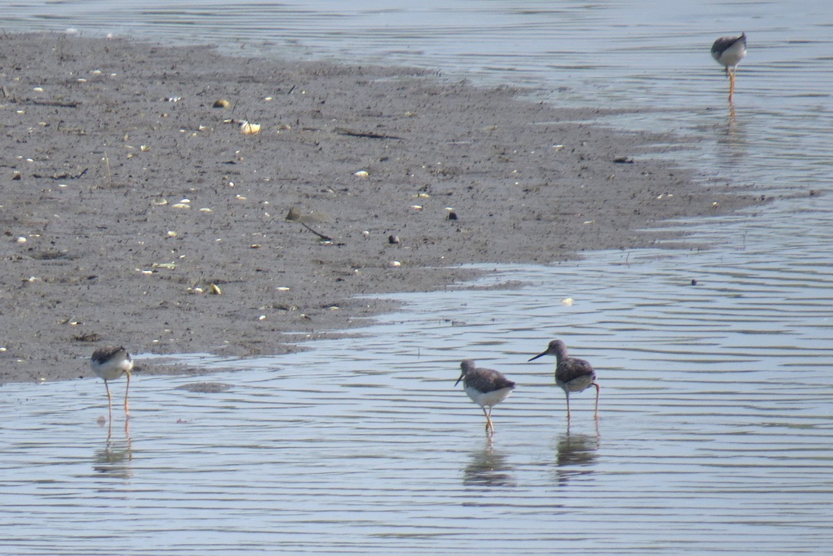 Greater Yellowlegs - ML640594327
