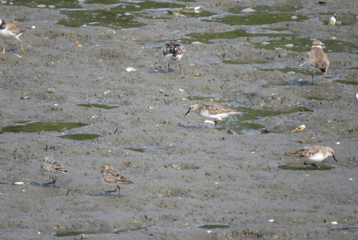 Semipalmated Sandpiper - ML640594341