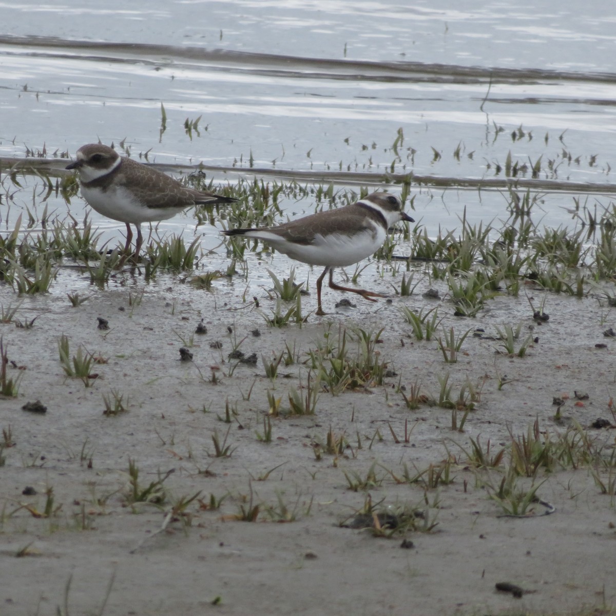 Semipalmated Plover - ML640594342