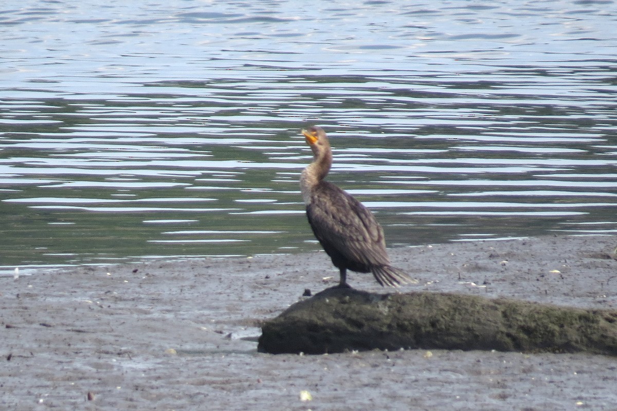 Double-crested Cormorant - ML640594347