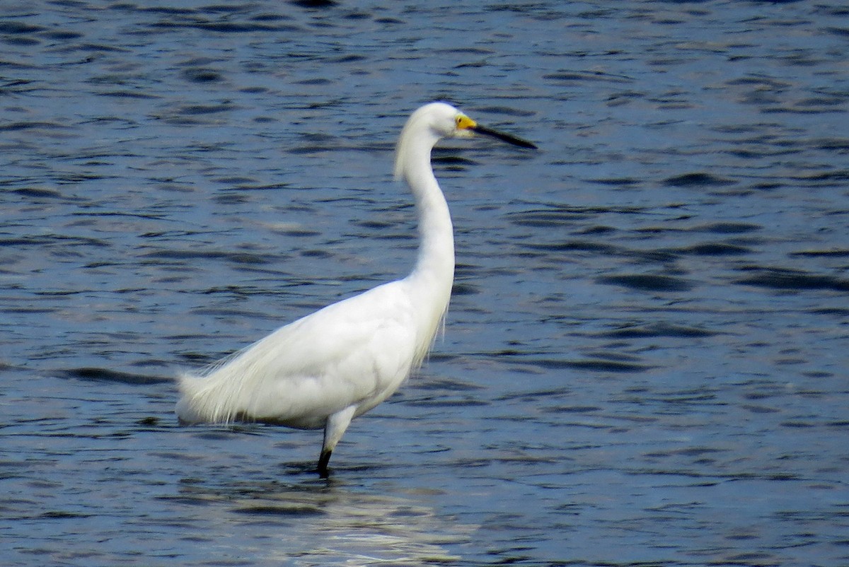 Snowy Egret - ML640594354