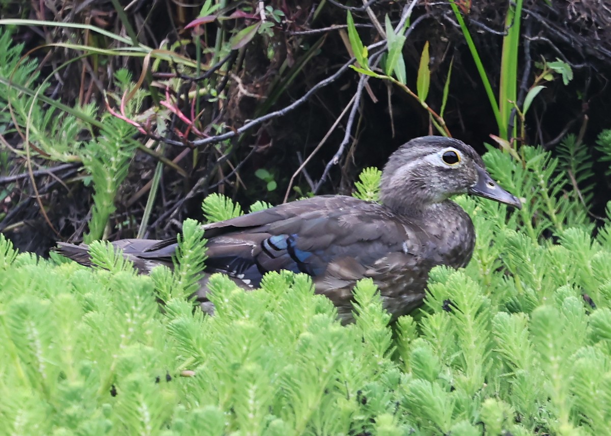 Wood Duck - ML640594370
