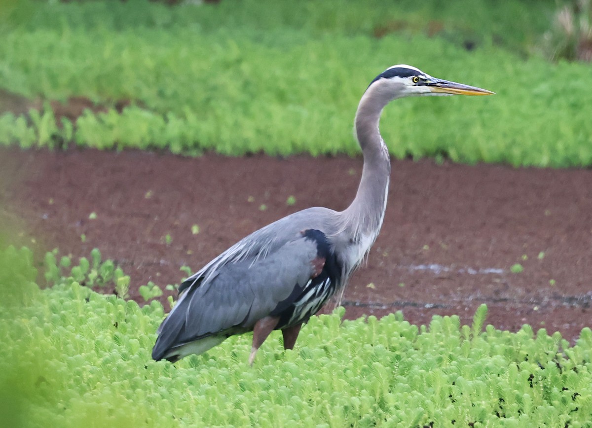Great Blue Heron - ML640594373