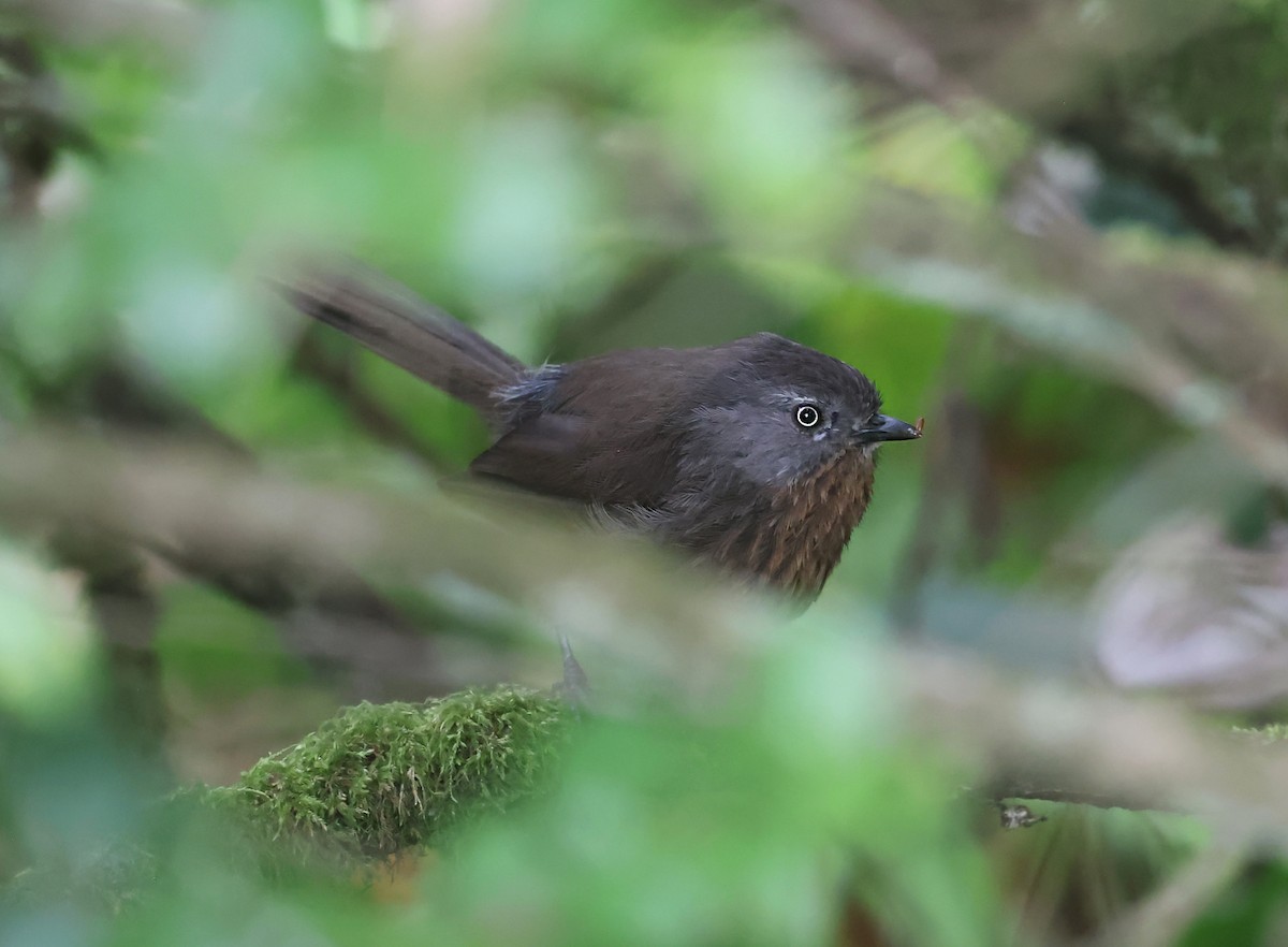 Wrentit - ML640594407