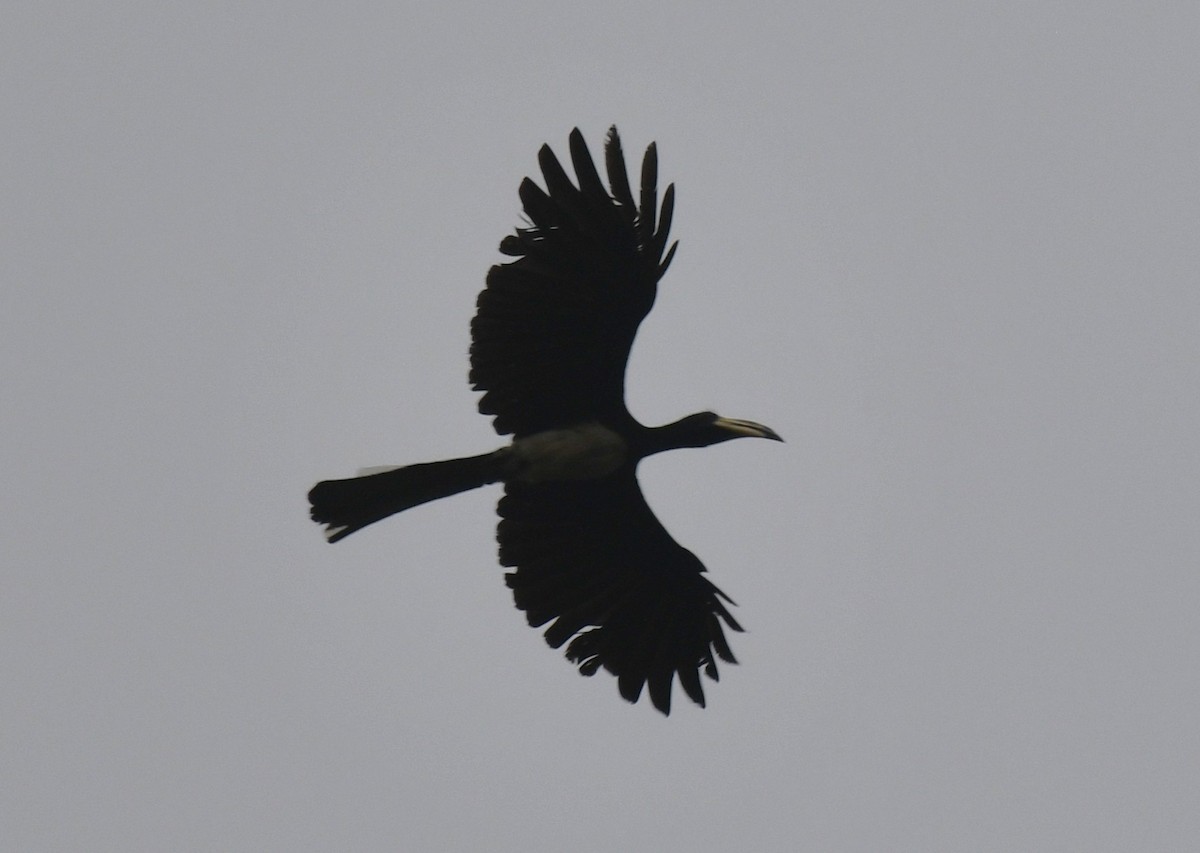 West African Pied Hornbill - ML640594422