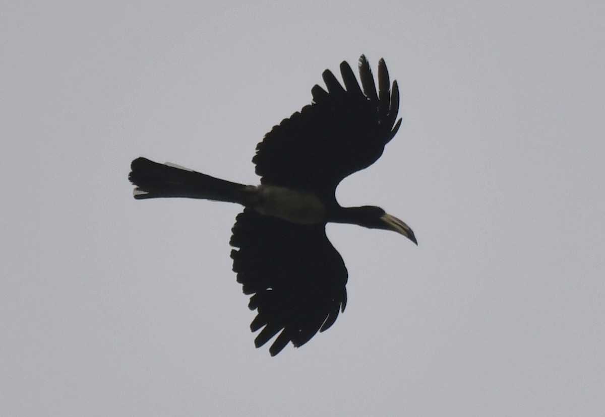 West African Pied Hornbill - ML640594425