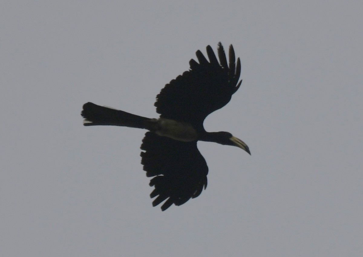 West African Pied Hornbill - ML640594426