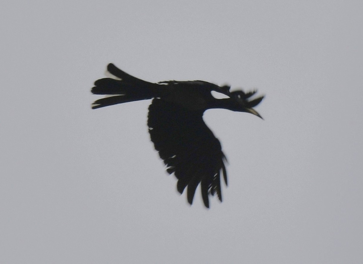 West African Pied Hornbill - ML640594427