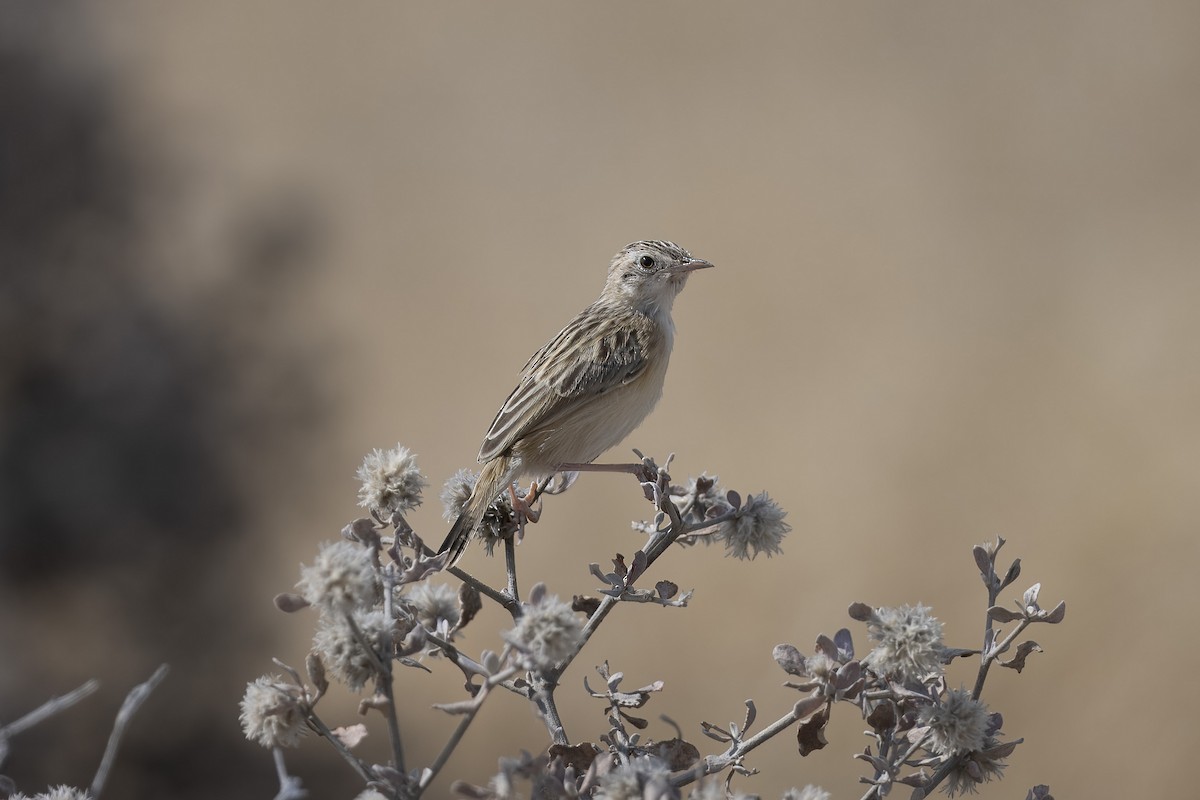 Desert Cisticola - ML640594446