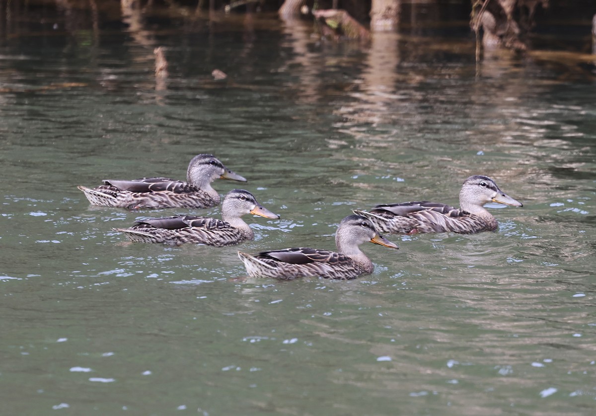 Mallard - ML640594468