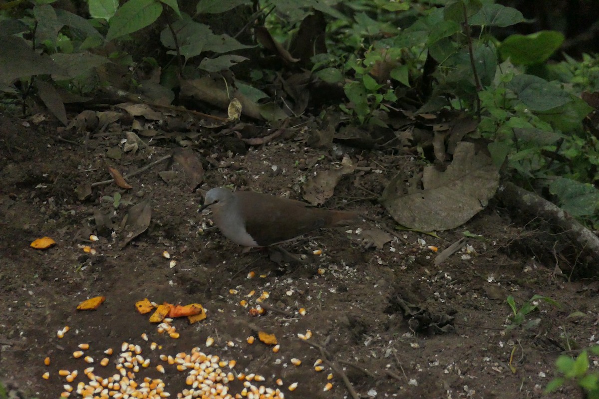Pallid Dove - ML640594476