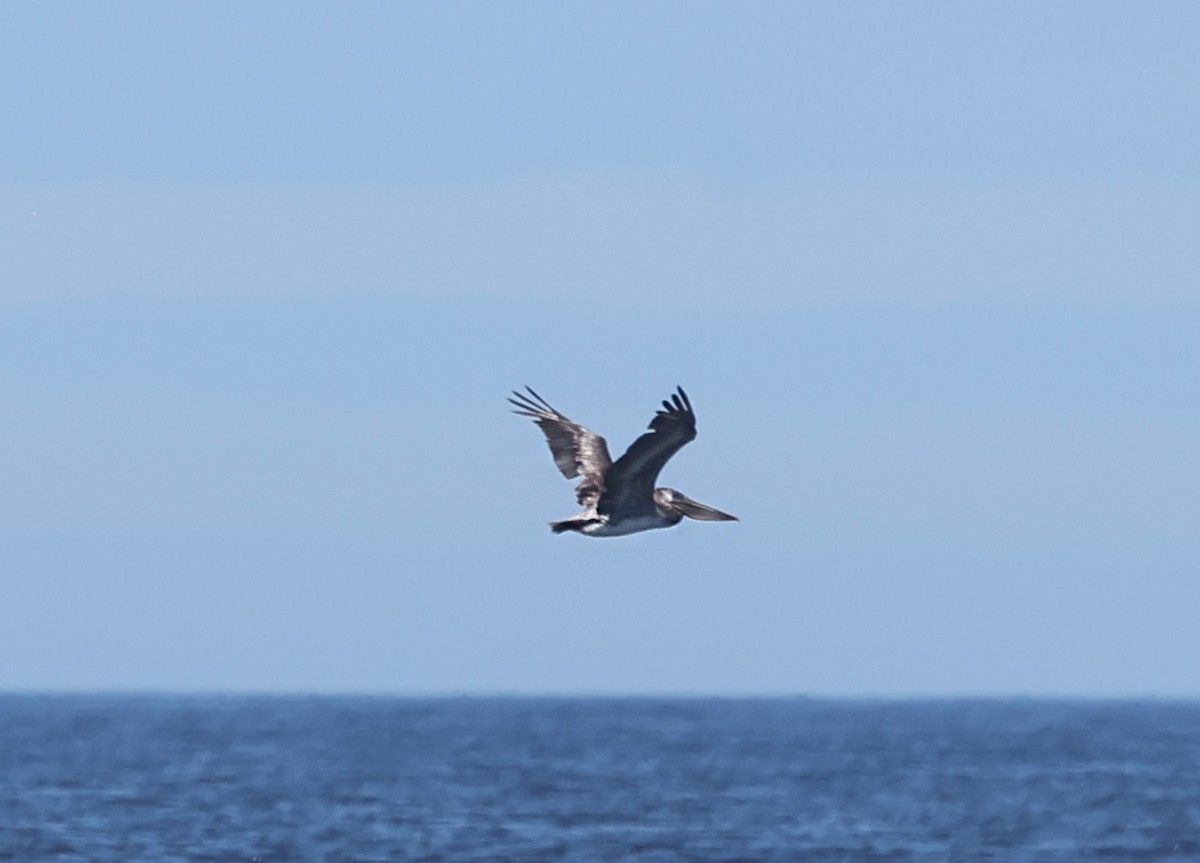 Brown Pelican - ML640594486