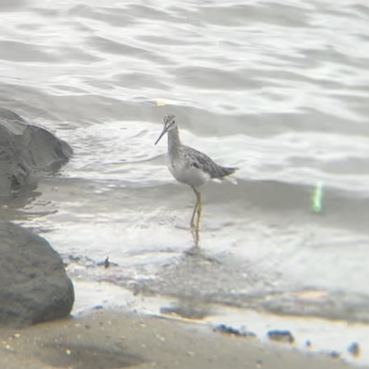 Greater Yellowlegs - ML640594504
