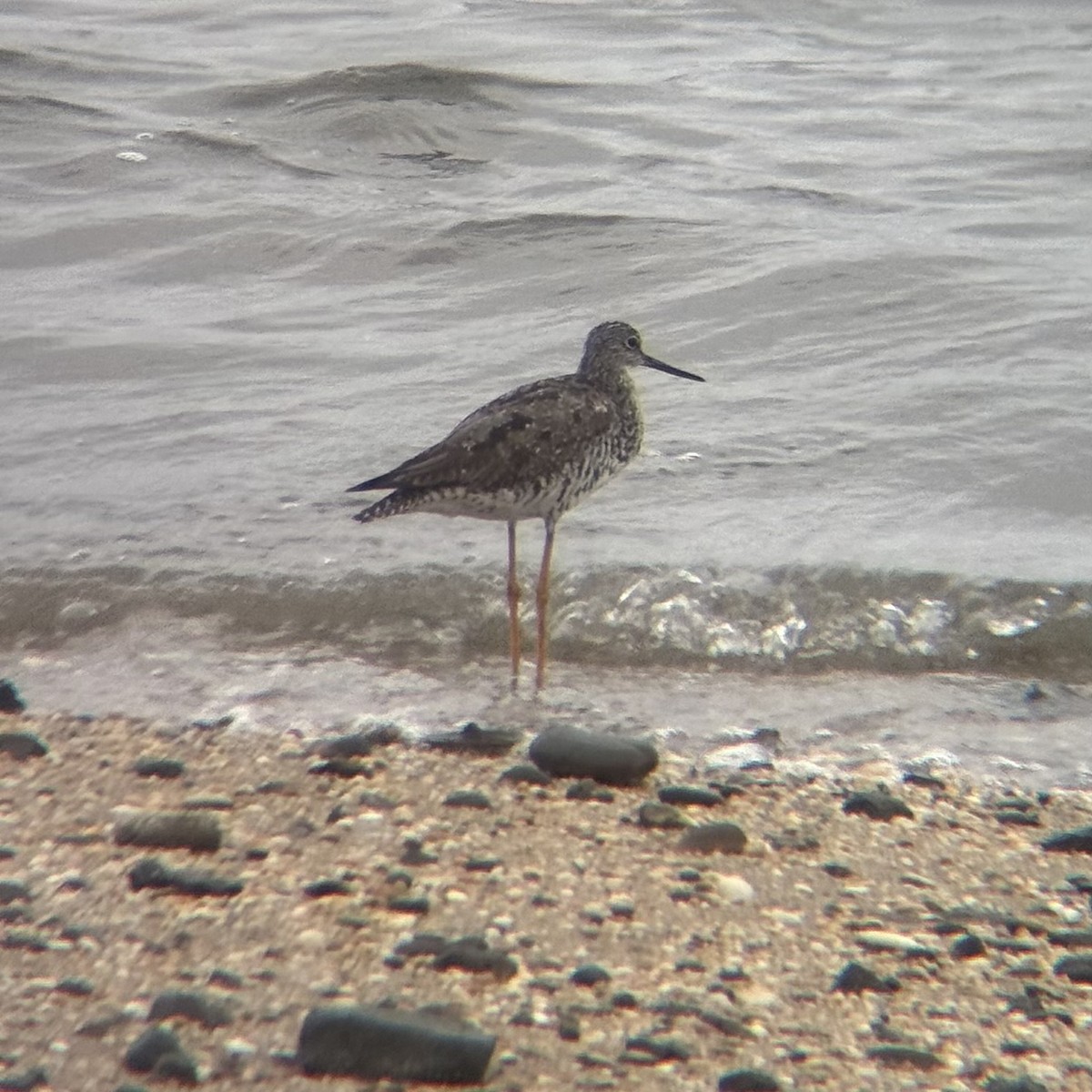 Greater Yellowlegs - ML640594505