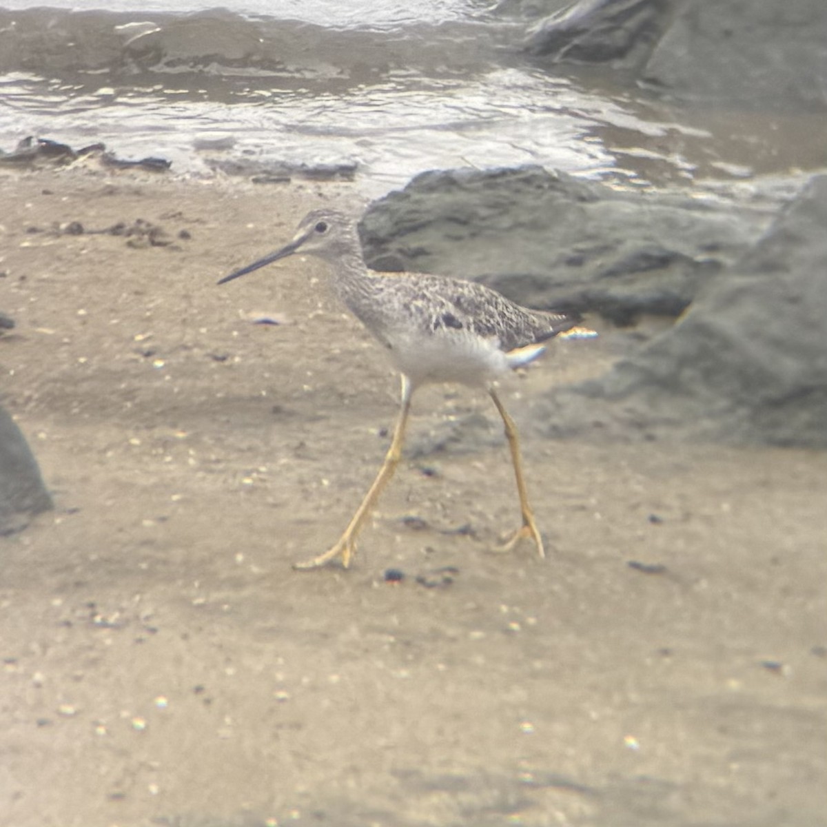 Greater Yellowlegs - ML640594506