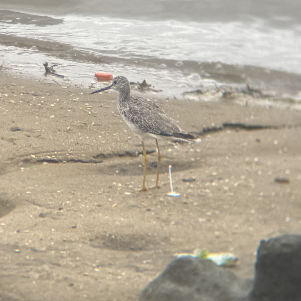 Greater Yellowlegs - ML640594507