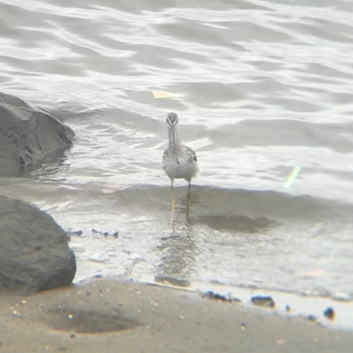 Greater Yellowlegs - ML640594508