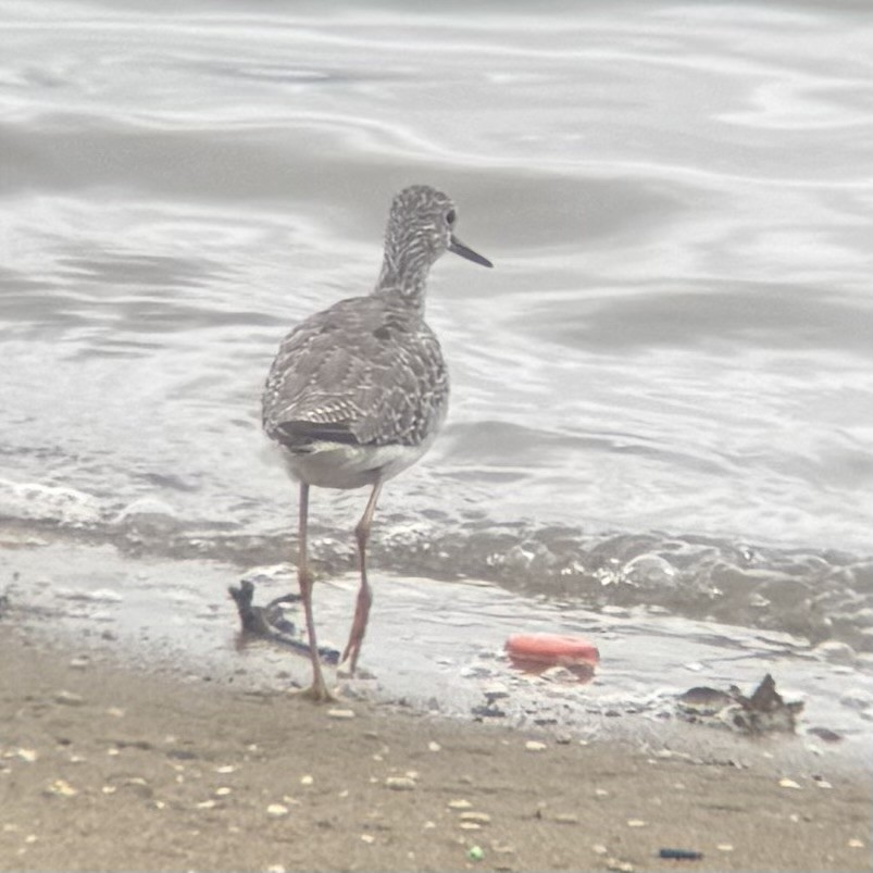 Greater Yellowlegs - ML640594509