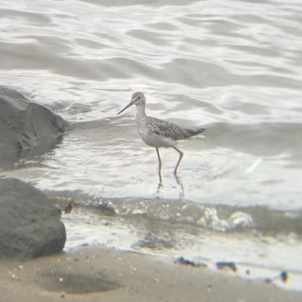 Greater Yellowlegs - ML640594510