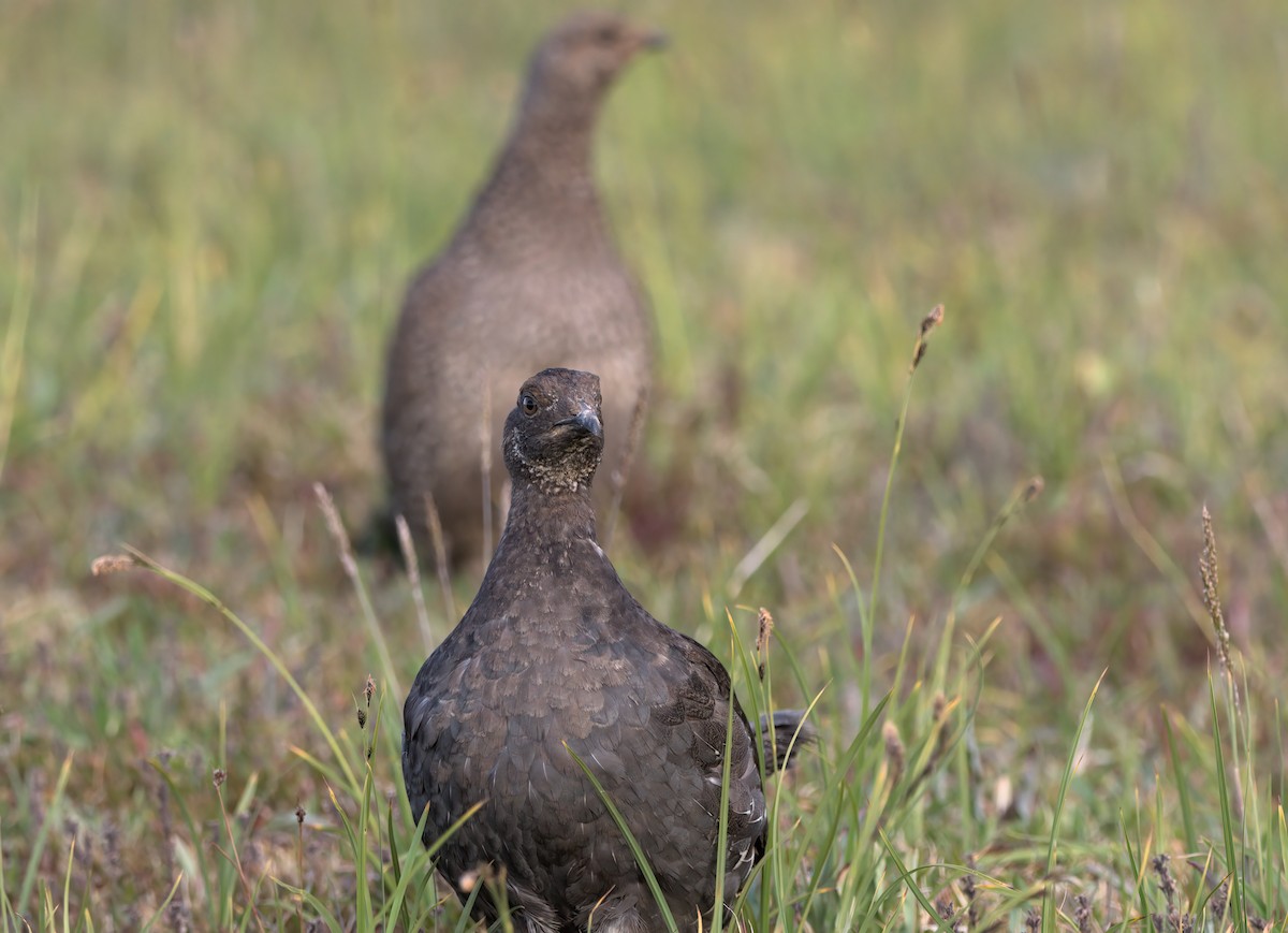 Sooty Grouse - ML640594517